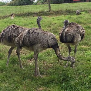 Greater Rheas