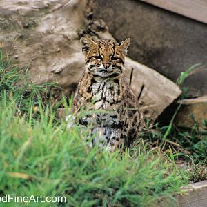 Tigrina (Leopardus guttulus)