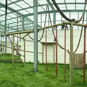 Chimpanzee house : Wingham : 06 May 2017