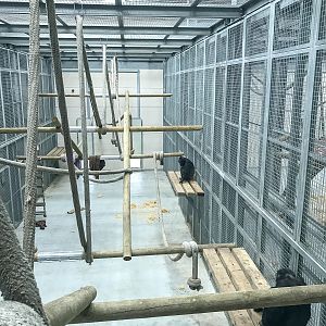 Chimpanzee house : Wingham : 06 May 2017