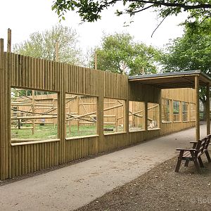 Mandrill exhibit : Wingham : 06 May 2017