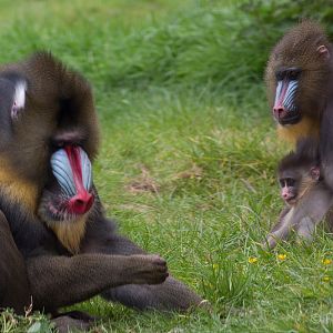 Mandrill : Wingham : 06 May 2017