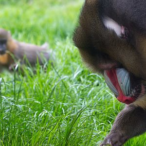 Mandrill : Wingham : 06 May 2017