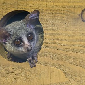 Galago : Wingham : 06 May 2017