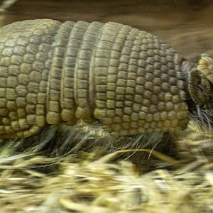 Southern three-banded armadillo : Wingham : 06 May 2017