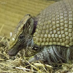 Southern three-banded armadillo : Wingham : 06 May 2017