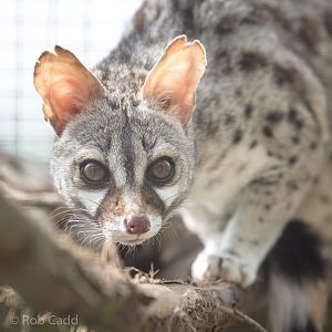 Pardine genet : Wingham : 06 May 2017