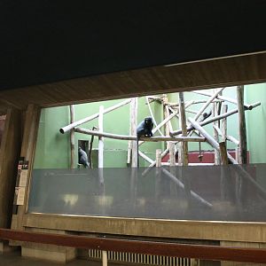 Owl-faced monkey-enclosure