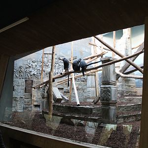 Javan langur enclosure