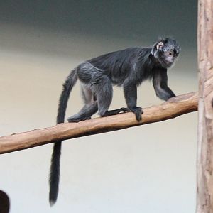 Javan langur