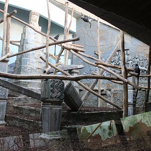 Javan langur enclosure