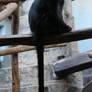 Javan langur