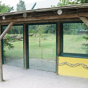 Viewing-window Cheetah