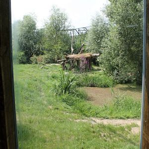 Amur tiger enclosure