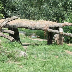 Amur tiger enclosure
