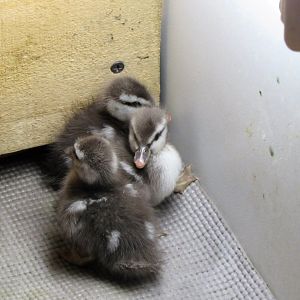 Ringed teal chicks