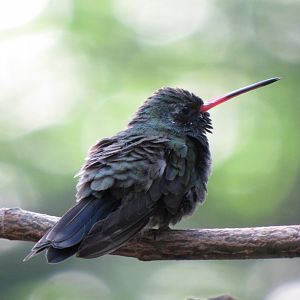 Broad-billed hummingbird