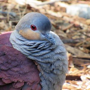 Crested quail-dove