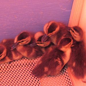 Argentinian red shovellers and southern pochard chicks