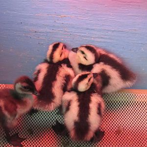 Andean and ruddy-headed goose chicks
