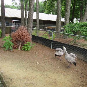 Avian Breeding Center