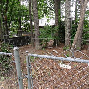 Spur-winged goose pen (Avian Breeding Center)