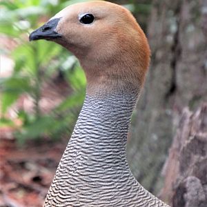 Ruddy-headed goose