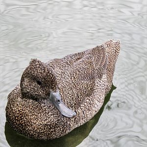 Freckled duck