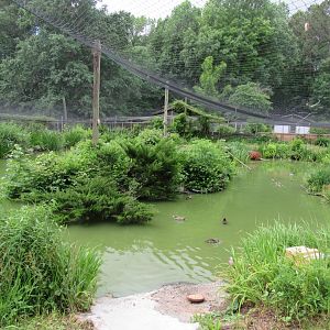 Australian duck aviary