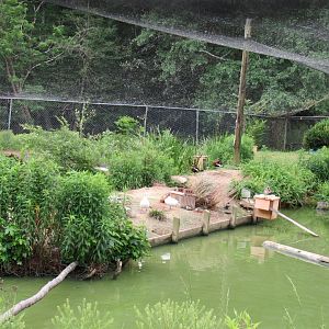 Red-breasted goose breeding aviary