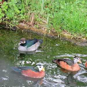 Pygmy-goose aviary