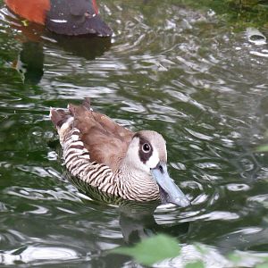Pink-eared duck