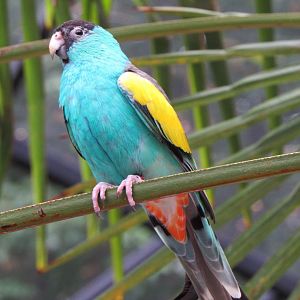 Hooded parrot