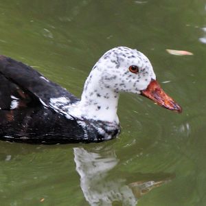 White-winged wood duck