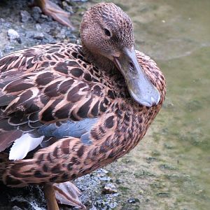 Australasian shoveler