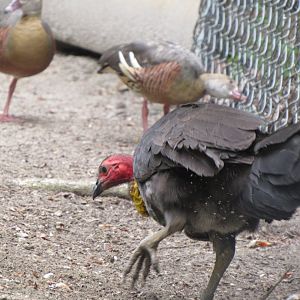 Australian brush-turkey at work