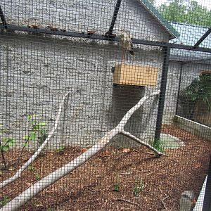 Wings of the Tropics- Seriema Aviary