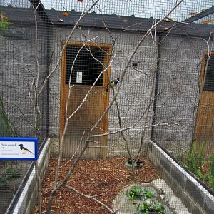 Wings of the Tropics- Plush-crested Jay Aviary