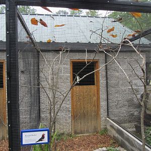 Wings of the Tropics- Bearded Barbet Aviary