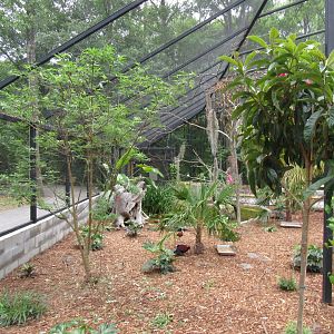 Wings of the Tropics: Free Flight Aviary