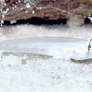 Shoulderbar Goby