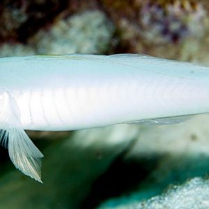 Blueband Glidergoby