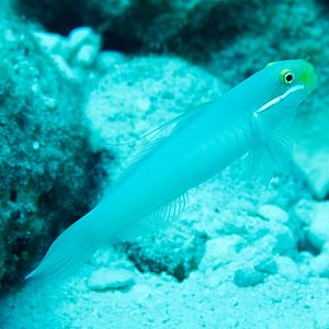 Blueband Glidergoby