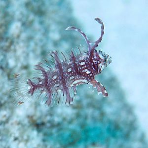 Rockmover Wrasse juvenile