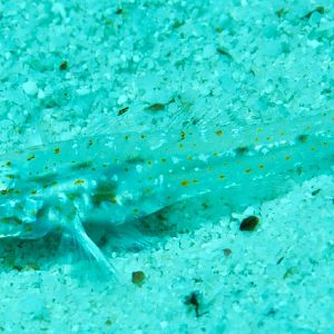 Twospot Goby