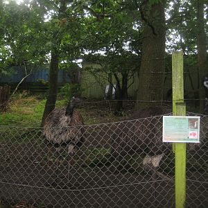 Glad Zoo - Emu exhibit