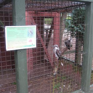 Glad Zoo - Kookaburra aviary