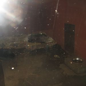 Glad Zoo - Porcupine exhibit
