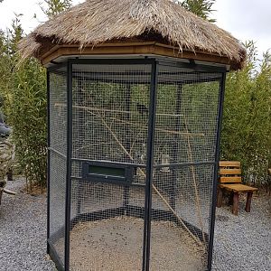 Aviary with Conures