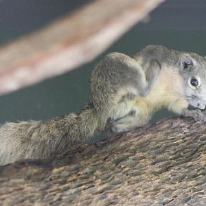 Finlayson's squirrel